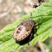 Hairy Shieldbug by julienne1