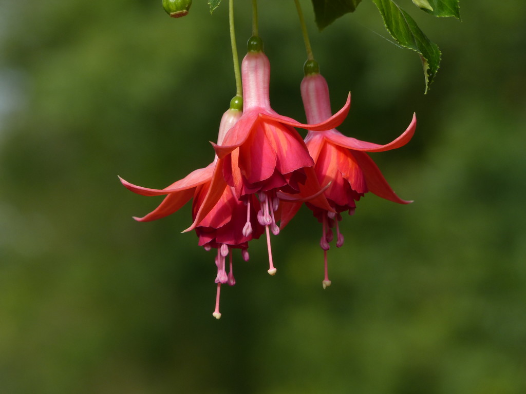Only the Second Fuchsia..... by susiemc