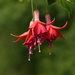 Only the Second Fuchsia..... by susiemc