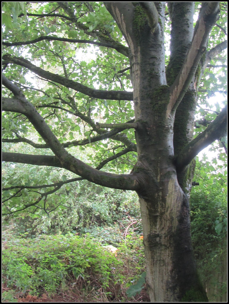 A Sycamore Tree. Rishton. Eachhill. by grace55