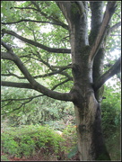 3rd Sep 2018 - A Sycamore Tree. Rishton. Eachhill.