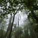 Misty morning in the woods by julienne1