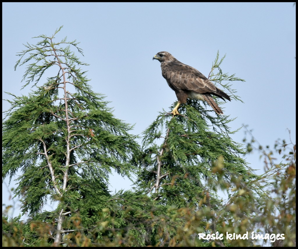 Sparrowhawk or buzzard by rosiekind