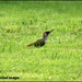Green woodpecker by rosiekind