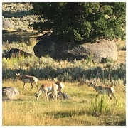 4th Sep 2018 - Antelope 