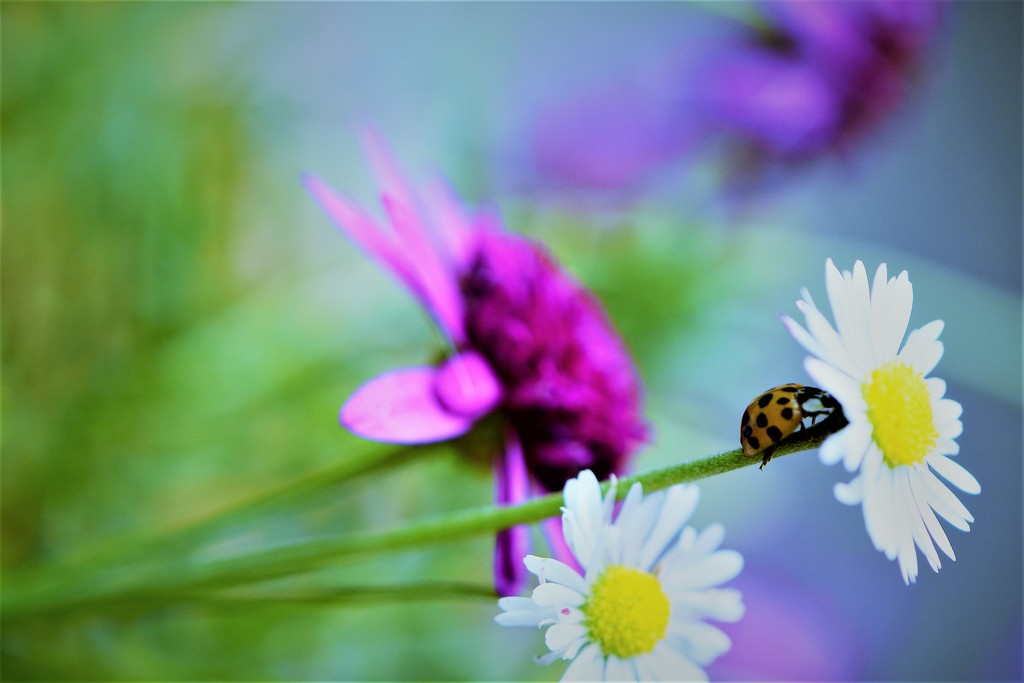 Flowers and ladybird..... by ziggy77