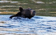 2nd Sep 2018 -  Bear swimming. Yellowstone.