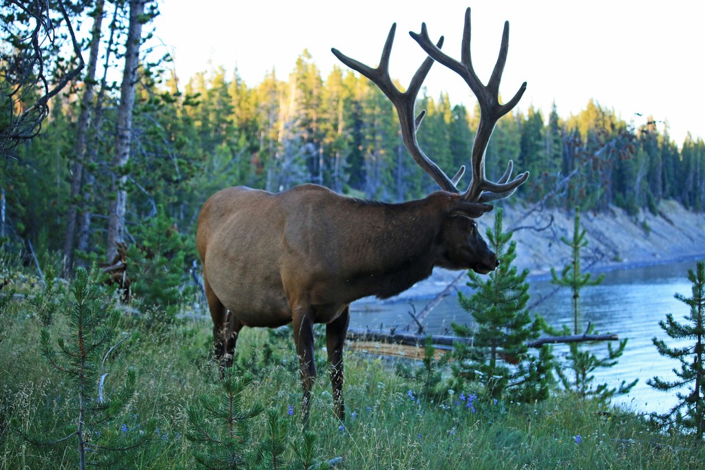 Elk male. by hellie