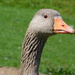 Geese at Horning by 365anne