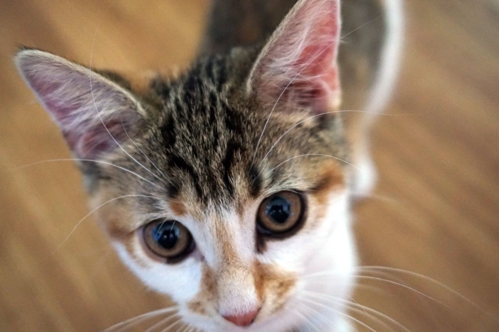 Curious kitten by tunia