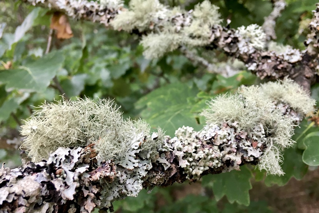 Oakmoss lichen by rosie00