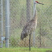 Sand Hill Crane - drive by by bruni