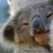 Meet Dewdrop by koalagardens