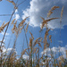 grasses and blue sky by marijbar