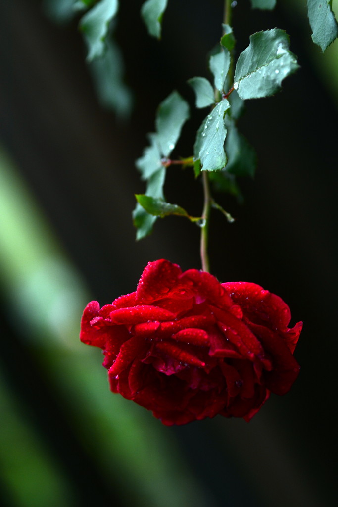 Red - Rose - Rain by jayberg