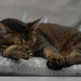 nap is better on cushions by parisouailleurs