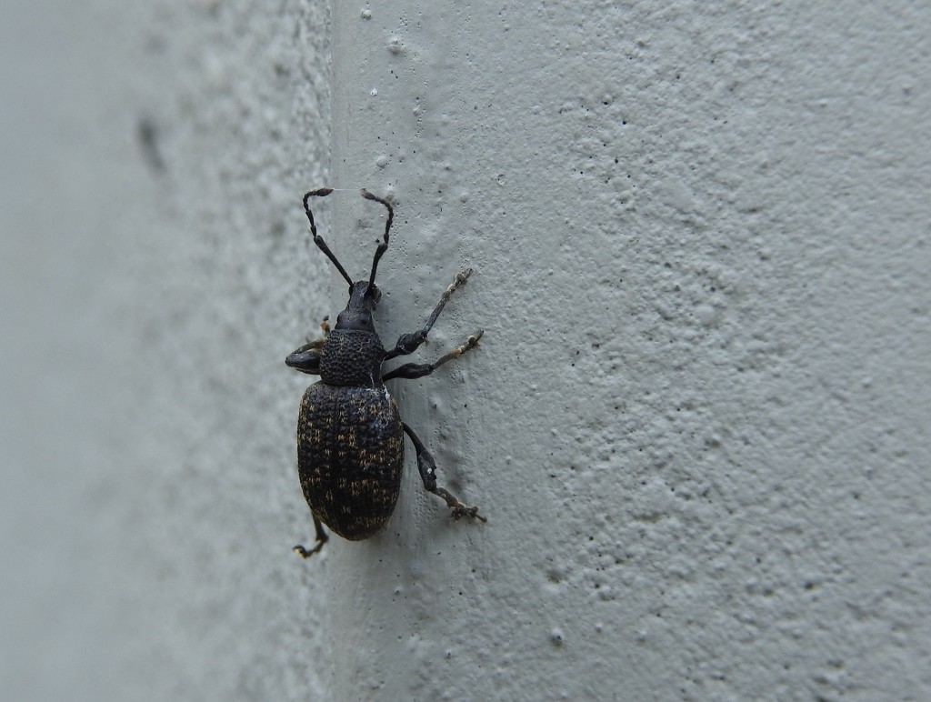 Weevil on a Wall by roachling