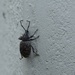 Weevil on a Wall by roachling