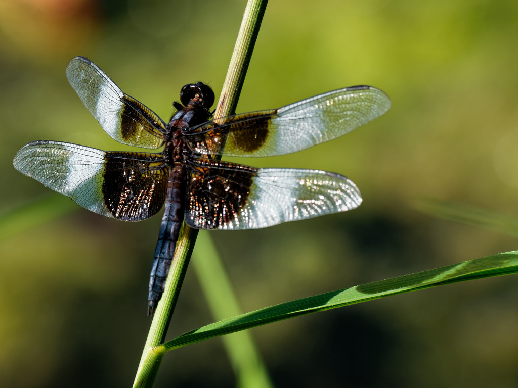 common whitetail dragonfly by rminer