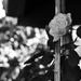 Rose and Bokeh SOOC 50mm Challenge  by jgpittenger