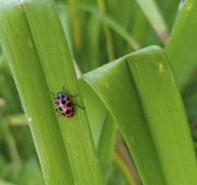 20th Jul 2018 - red and black bug