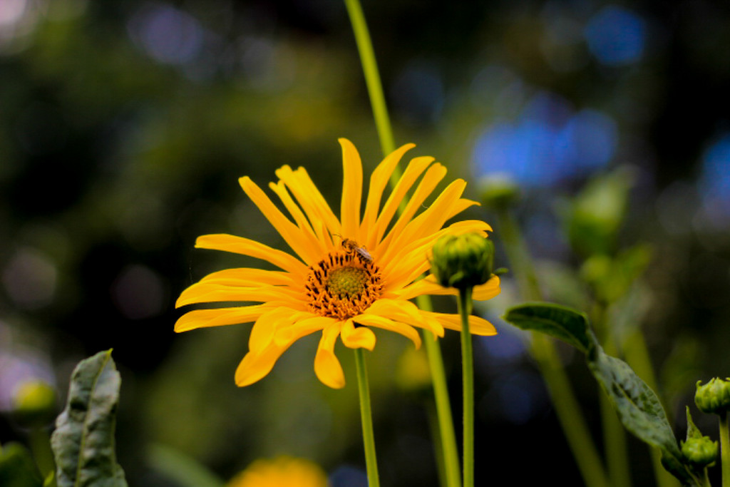 Flower & Bee by judyc57