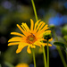 Flower & Bee by judyc57