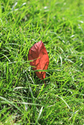 28th Aug 2018 - Red Leaf