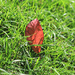 Red Leaf by judyc57
