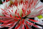 3rd Sep 2018 - Red and white flower