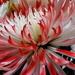 Red and white flower by homeschoolmom