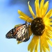 September 3: Monarch on Sunflower by daisymiller