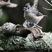 A little titmouse singing. by sailingmusic