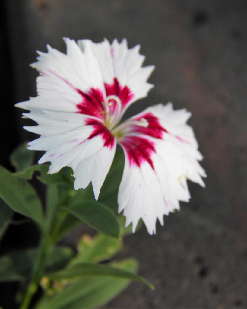 August 28: Dianthus by daisymiller