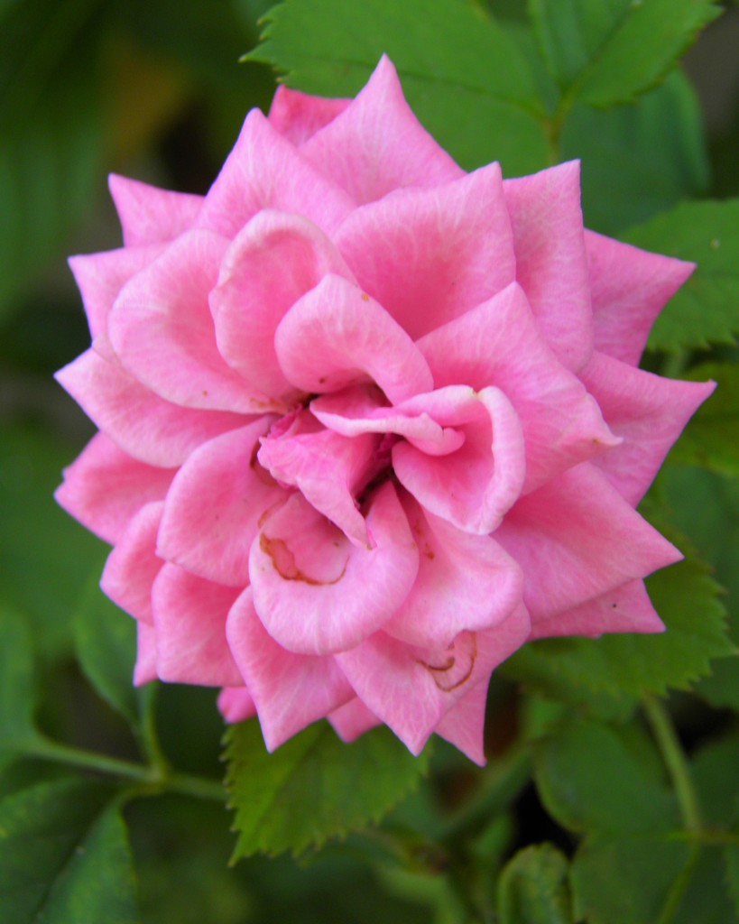 August 29: Miniature Rose by daisymiller