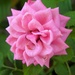 August 29: Miniature Rose by daisymiller