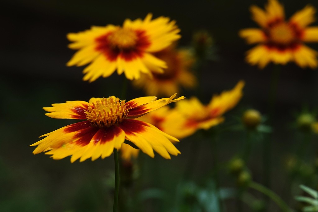 When Others are Fading Away - Coreopsis Blooms by milaniet
