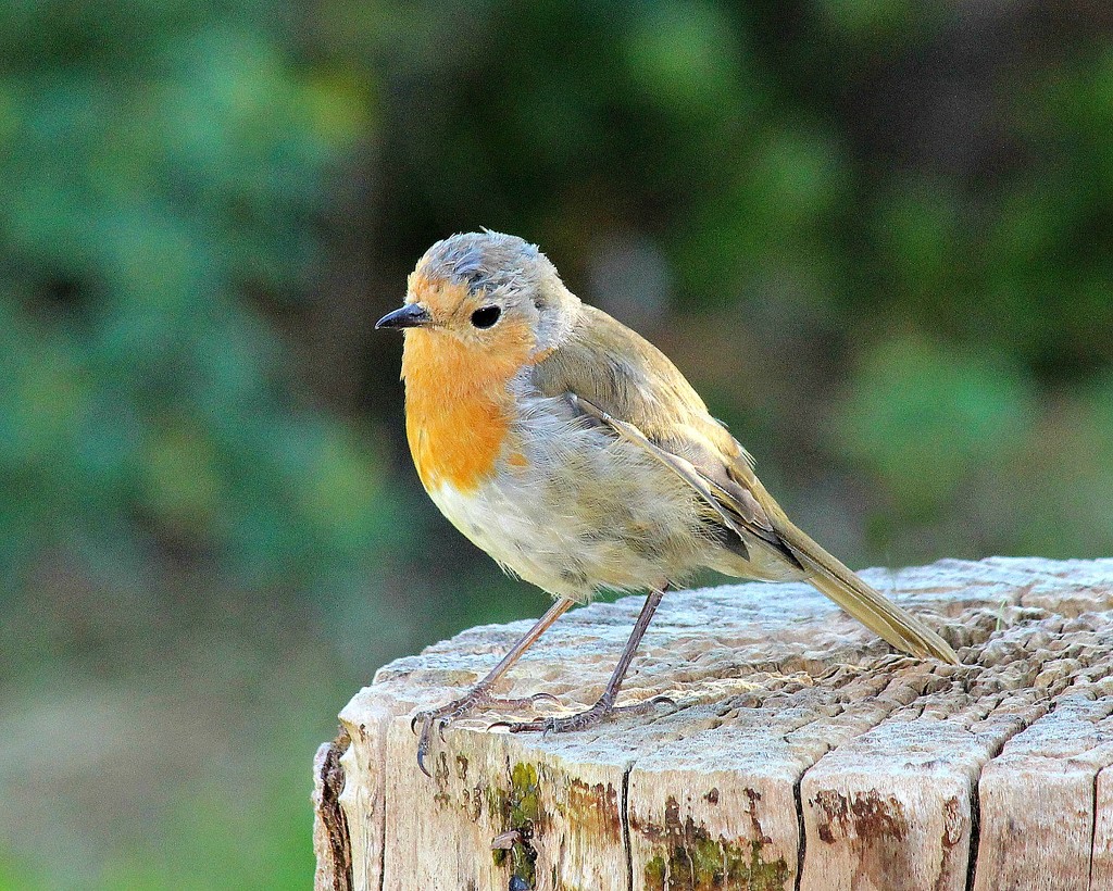 Robbie The Robin. by wendyfrost