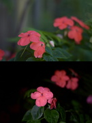3rd Sep 2018 - Flower by day and by night