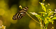 3rd Sep 2018 - Zebrawing Butterfly!