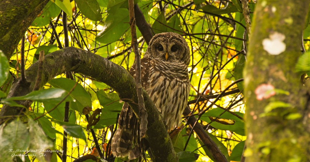 The Barred Owl Keeping an Eye on Me! by rickster549