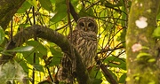 3rd Sep 2018 - The Barred Owl Keeping an Eye on Me!