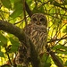 The Barred Owl Keeping an Eye on Me! by rickster549