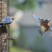 Bluebirds at the Feeder by jnorthington