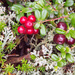 Low-Bush Cranberries by jetr