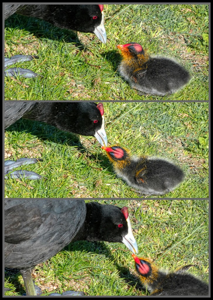 Coot Mom feeding her little chick. by ludwigsdiana