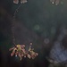 Cherry blossom in the rain by maureenpp