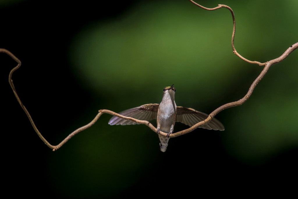 Divine Hummingbird by berelaxed