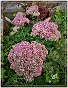 4th Sep 2018 - Sedum