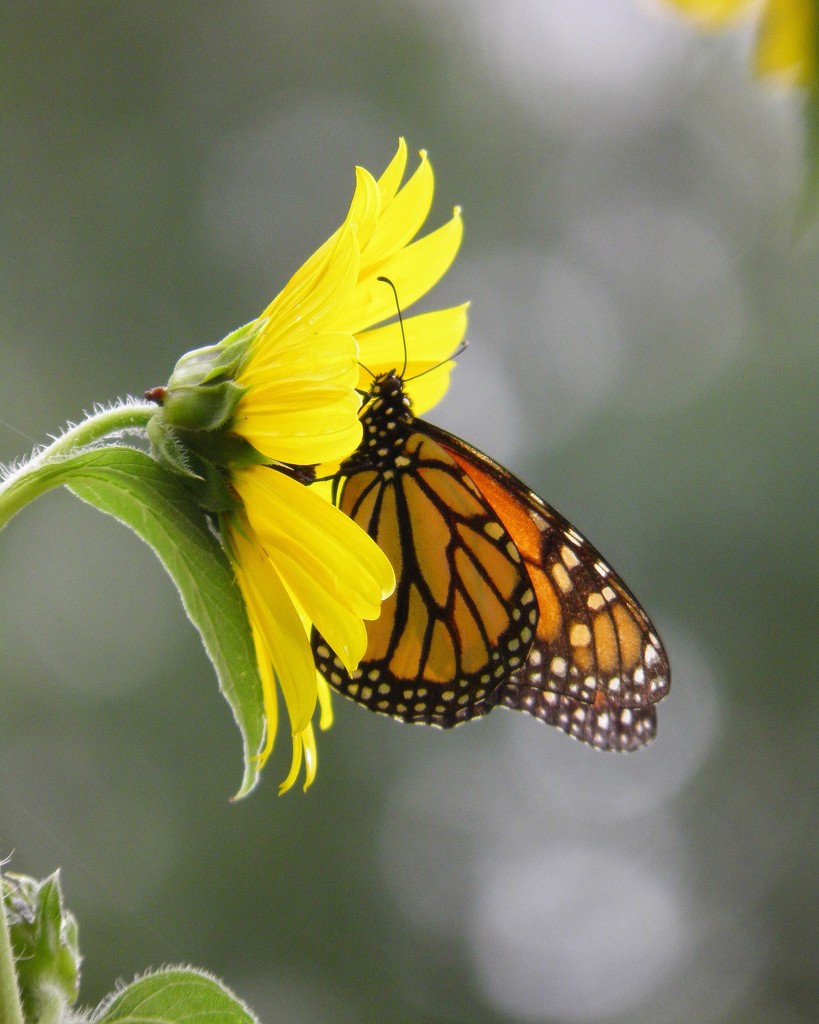 August 31: Monarch and Sunflower by daisymiller